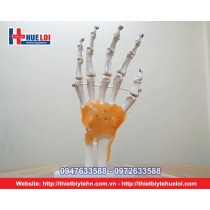 Mô hình giải phẫu xương bàn tay